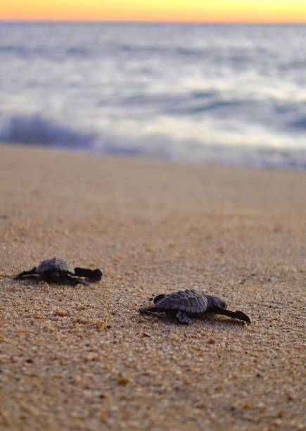 istock Hatching turtles during sunset, moving to the beach 1389359010