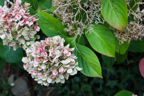 istock pink and white hydrangea blooms in garden 1389360905