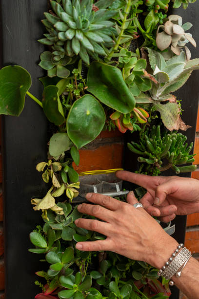 Latino artist from Bogota Colombia between 40 and 49 years old, makes a work with succulent plants while depositing them in a fish tank as a home for a hamster
