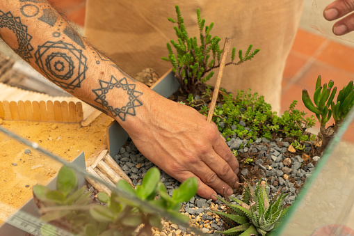 Latino artist from Bogota Colombia between 40 and 49 years old, makes a work with succulent plants while depositing them in a fish tank as a home for a hamster