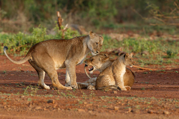 istock Lioness  with her playful cub 1389362805