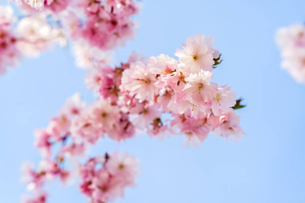 istock Pink cherry blossom branch at blue sky background at springtime. Beautiful blooming sakura flowers 1389363666