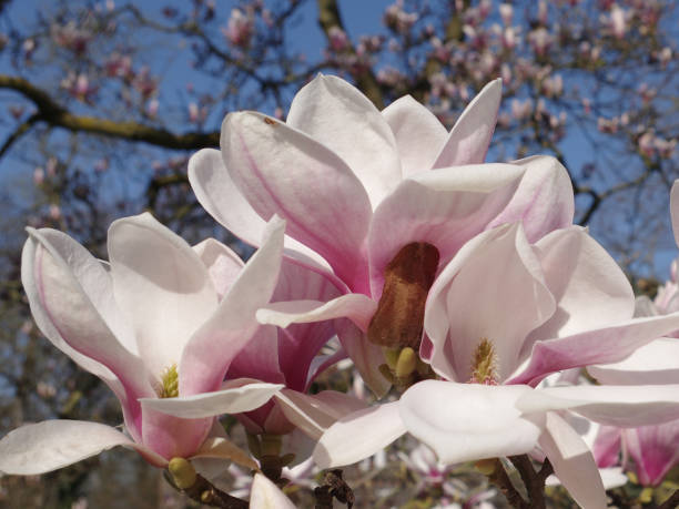 Close-up of magnolia blossoms stock photo