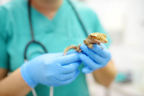 el veterinario examina a un gecko en una clínica veterinaria. animales exóticos. salud de la mascota. - mascota exótica fotografías e imágenes de stock