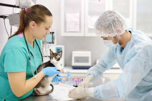 Veterinarian doctors take a blood for test of cat of the breed Cornish Rex in veterinary clinic. Health of pet. Care of animal. Pet checkup and vaccination in vet office. stock photo