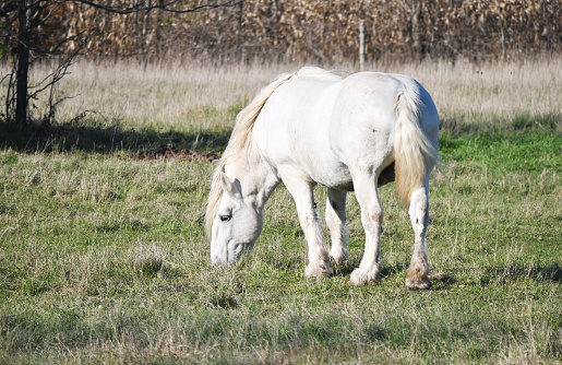 Big white horse grazing in the pasture.