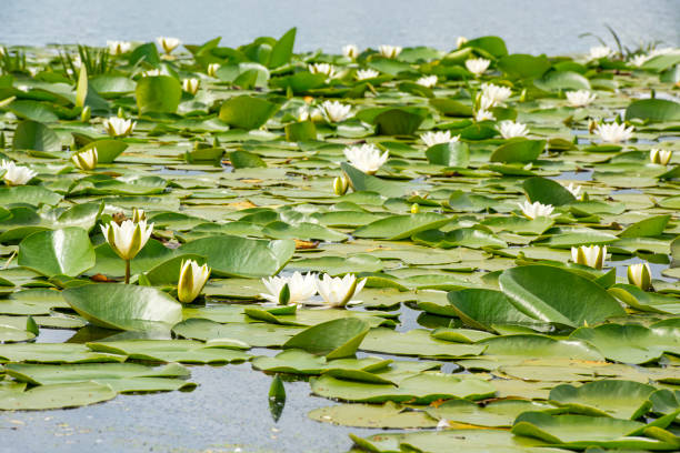 istock White water lilies (Nymphaea alba), Danube Delta, Romania 1389366181