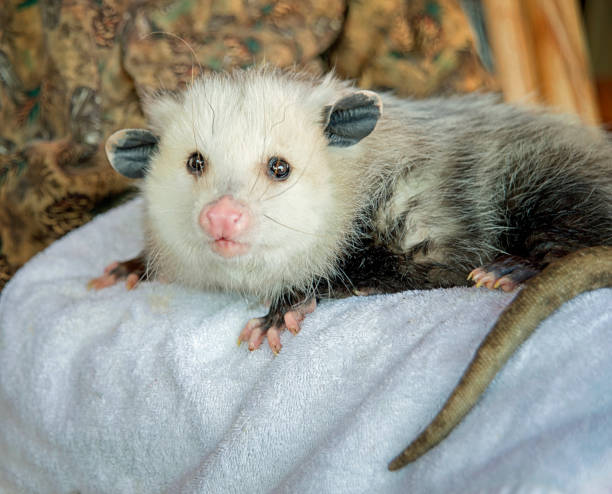 Cute Virginia Opossum Relaxing and Looking at Viewer stock photo