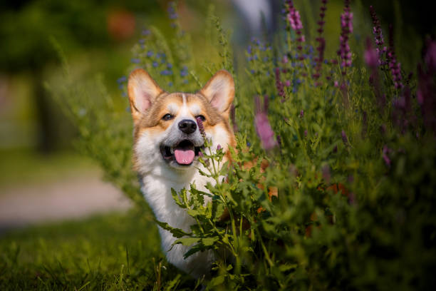 istock Welsh corgi dog with flowers 1389366316