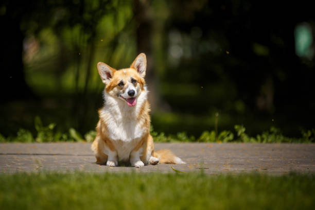 istock Welsh corgi dog with flowers 1389366331