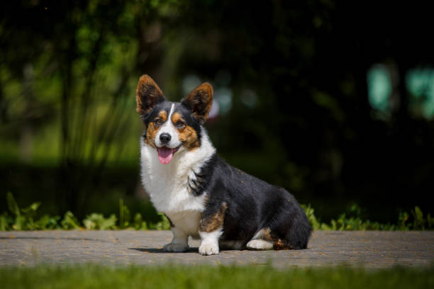 istock Welsh corgi dog with flowers 1389366345
