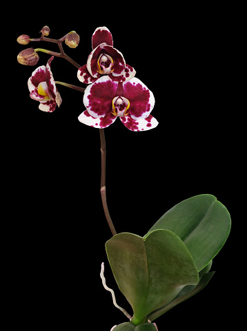 Phalaenopsis white orchid with burgundy spots isolated on black background, vertical orientation.