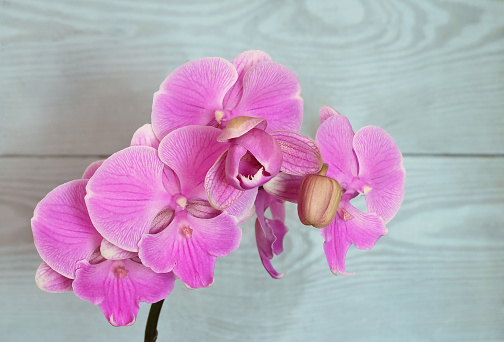Purple-pink orchid Phalaenopsis big lip on a blue background, macro photography, selective focus, horizontal orientation with a place for an inscription