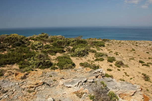 rocky coastline in southern part of australia - 11315 imagens e fotografias de stock