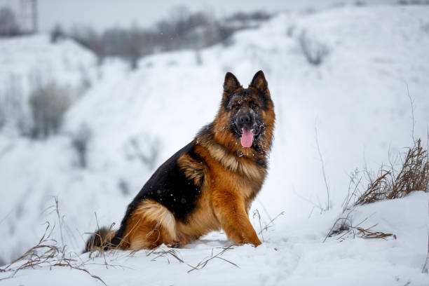 istock German shepherd dog sitting outdoors 1389367853