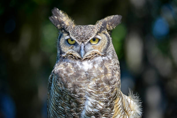 Great Horned Owl looking very serious.