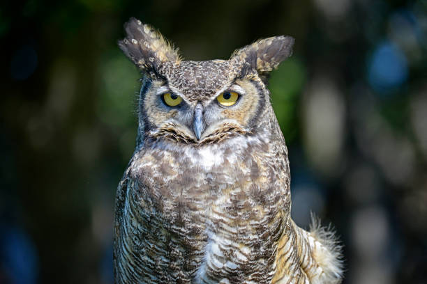 Great Horned Owl Looking Sternly at Viewer stock photo