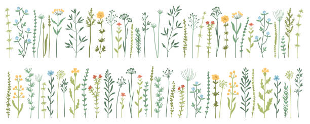 ogrodowe i dzikie liście, kwiaty, gałęzie ilustracja wektorowa - wildflower stock illustrations