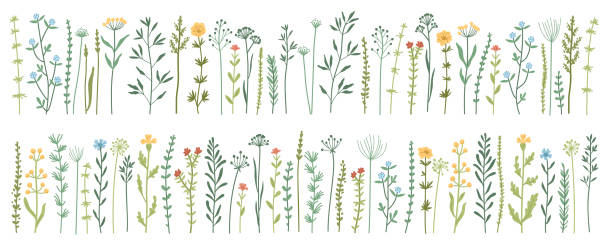 Garden and wild foliage, flowers, branches vector illustration Garden and wild foliage, flowers, branches vector illustration. Wildflowers, herbs, leafs. Creative vector floral elements for postcard decoration packaging. Collection of wild meadow herbs, flowers wildflower stock illustrations