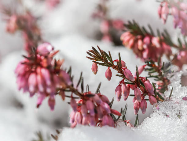 Blooming pink flowers Erica carnea in the snow. Spring background, gardening concept Blooming pink flowers Erica carnea Winter Heath in the snow. Spring background, gardening concept erica flower stock pictures, royalty-free photos & images