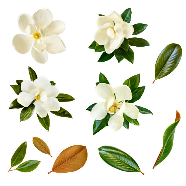 白に隔離されたマグノリアの花と葉のコラージュ - sweet magnolia ストックフォトと画像
