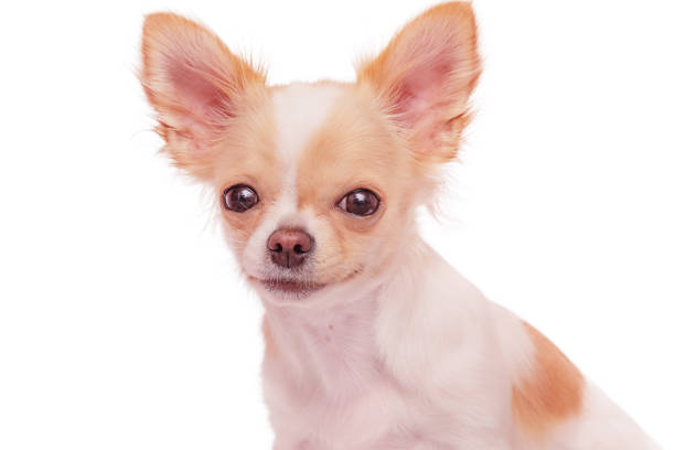 White with red spots dog breed Chihuahua on a white background. Portrait of a dog. stock photo