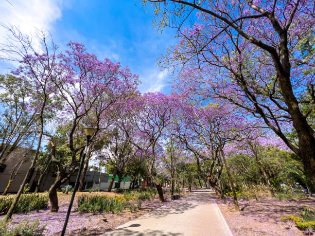Jacaranda trees along footpath in Mexico City