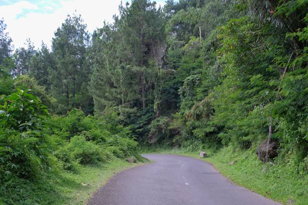 istock Asphalt roads cut through thick trees and shrubs 1389376734