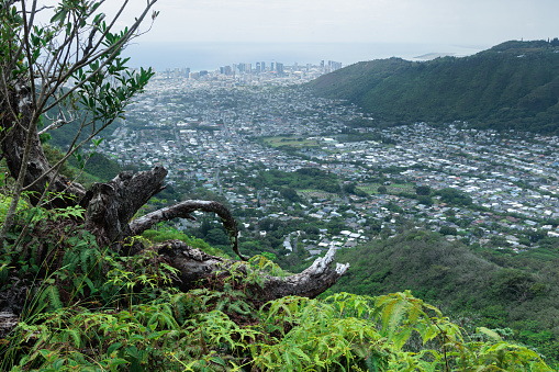 A view of a residential subdivision and downtown Waikiki in the far distance. Photo taken on a ridge in Wa'ahilla State Park, Oahu