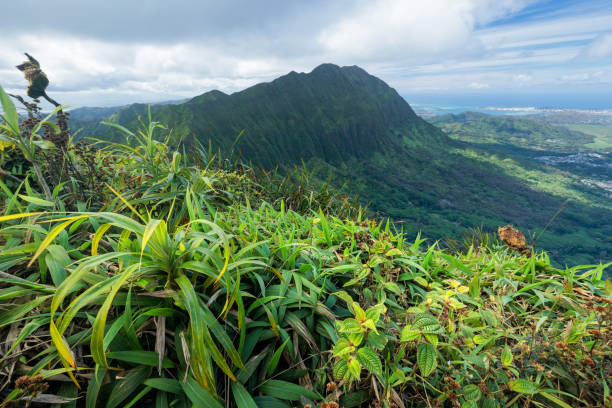 istock Oahu Hawaii Jungle Mountains 1389379451