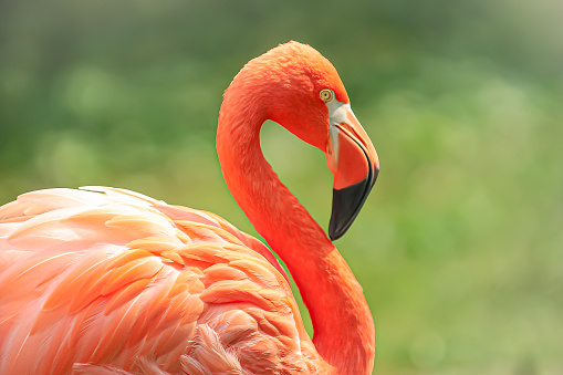 Flamingo bird, profile view