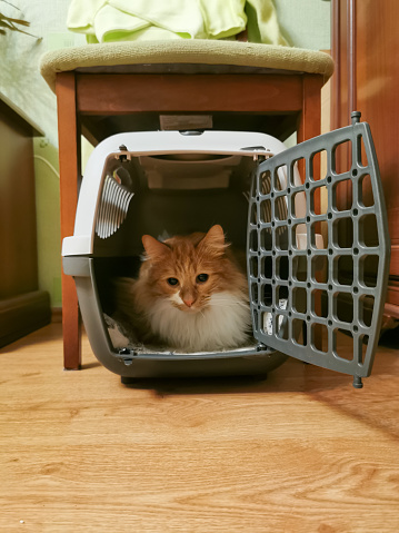 Cat sits in a portable pet basket before being evacuated