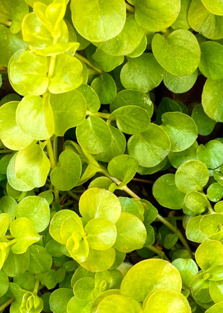 gold lysimachia creeping jenny plante de près - 9780 photos et images de collection