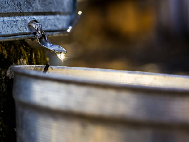istock A bucket of Maple drop 1389383402