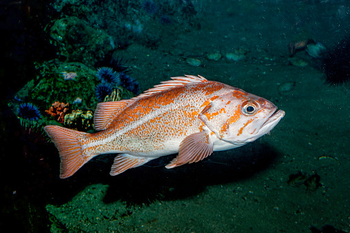 The canary rockfish (Sebastes pinniger), also known as the orange rockfish, is a species of marine ray-finned fish belonging to the subfamily Sebastinae, the rockfishes, part of the family Scorpaenidae. It is native to the waters of the Pacific Ocean off western North America.