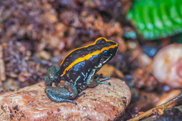 The lovely poison frog (Phyllobates lugubris) is a species of frog in the Dendrobatidae family found in Costa Rica, Nicaragua, and Panama. The lovely poison frog (Phyllobates lugubris) is a species of frog in the Dendrobatidae family found in Costa Rica, Nicaragua, and Panama. dendrobatidae stock pictures, royalty-free photos & images