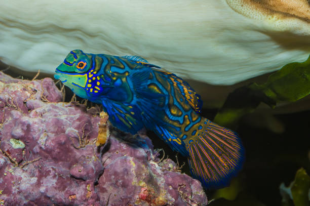 Synchiropus splendidus, the mandarinfish or mandarin dragonet, is a small, brightly colored member of the dragonet family.