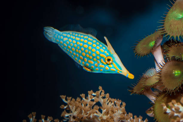 The orange spotted filefish or harlequin filefish, Oxymonacanthus longirostris, is a filefish in the family Monacanthidae found on coral reefs in the Indo-Pacific Oceans.