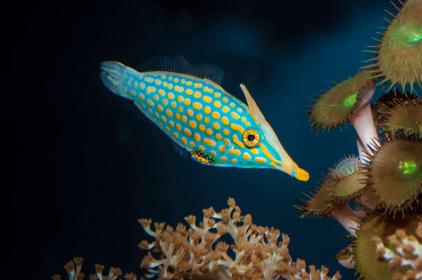The orange spotted filefish or harlequin filefish, Oxymonacanthus longirostris, is a filefish in the family Monacanthidae found on coral reefs in the Indo-Pacific Oceans. stock photo