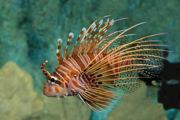 Pterois antennata, the spotfin lionfish, banded lionfish, broadbarred lionfish, broadbarred firefish, raggedfinned firefish, raggedfinned scorpionfish or roughscaled lionfish, is a species of marine ray-finned fish belonging to the family Scorpaenidae, Pterois antennata, the spotfin lionfish, banded lionfish, broadbarred lionfish, broadbarred firefish, raggedfinned firefish, raggedfinned scorpionfish or roughscaled lionfish, is a species of marine ray-finned fish belonging to the family Scorpaenidae, the scorpionfishes and lionfishes. It is found in the tropical Indian and Western Pacific Oceans. pterois antennata lionfish stock pictures, royalty-free photos & images