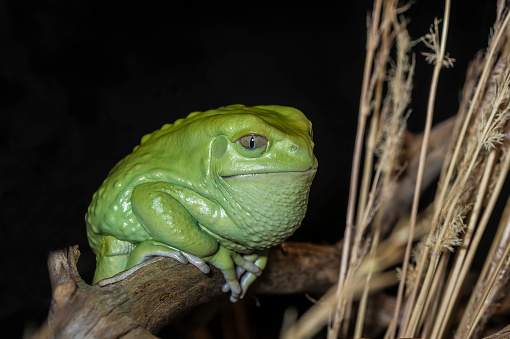 Phyllomedusa sauvagii, the waxy monkey leaf frog or waxy monkey tree frog, is a species of frog in the family Phyllomedusidae. South America.