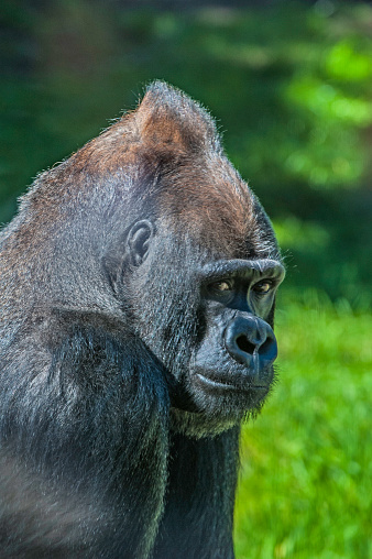 The western lowland gorilla (Gorilla gorilla gorilla) is one of two subspecies of the western gorilla (Gorilla gorilla) that lives in montane, primary and secondary forests and lowland swamps in central Africa in Angola, Cameroon, Central African Republic, Republic of the Congo.