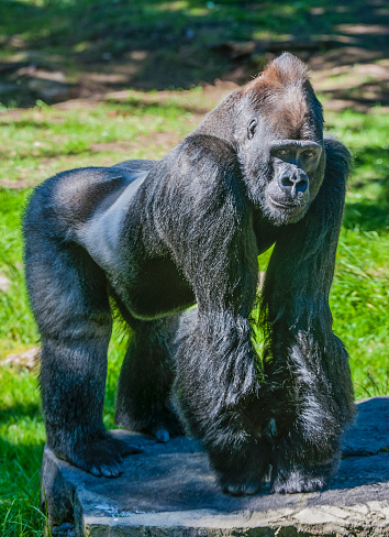 The western lowland gorilla (Gorilla gorilla gorilla) is one of two subspecies of the western gorilla (Gorilla gorilla) that lives in montane, primary and secondary forests and lowland swamps in central Africa in Angola, Cameroon, Central African Republic, Republic of the Congo.