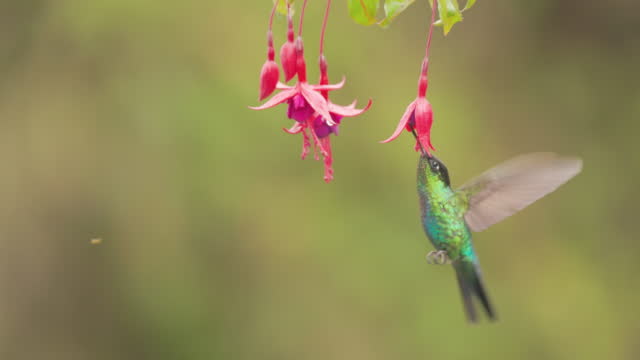 slow motion close view of a fiery-throated hummingbird feeding on fushia flowers