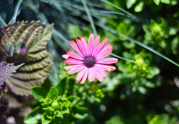 beautiful bunch of purple flower blooming in soft focus background for spring