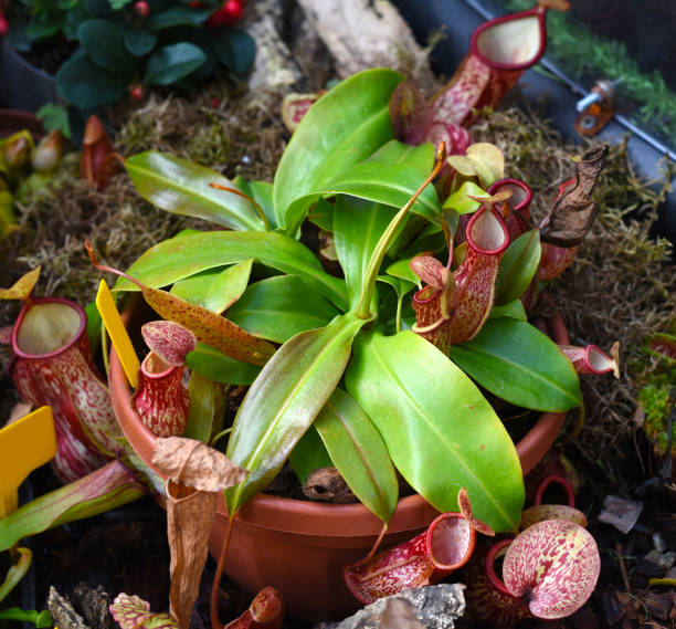 istock Nepenthes alata Blanco close up 1389386572