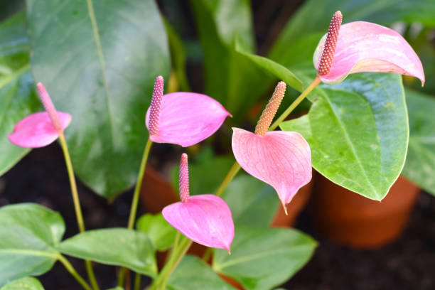 anthurium andraeanum blume aus nächster nähe - flamingoblume stock-fotos und bilder