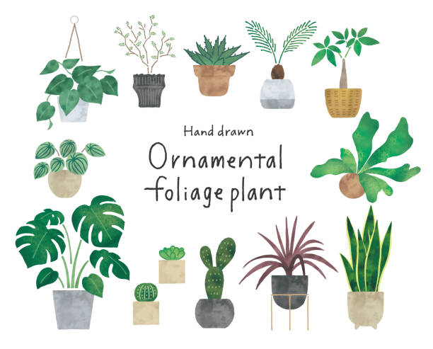 Ornamental foliage plants watercolor illustration vector art illustration