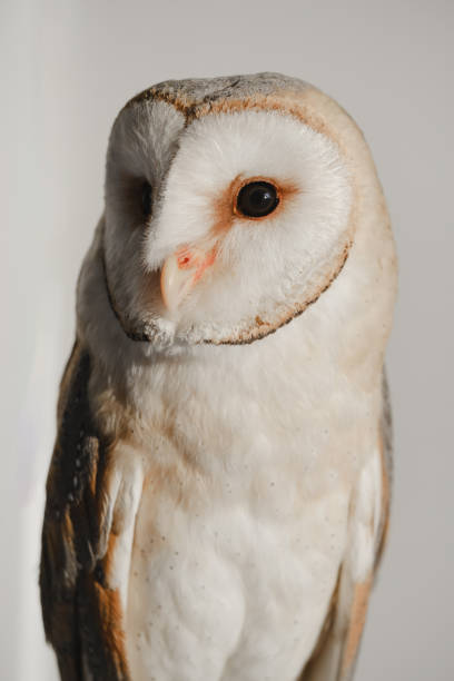 istock common barn owl Tyto albahead head close up 1389389752