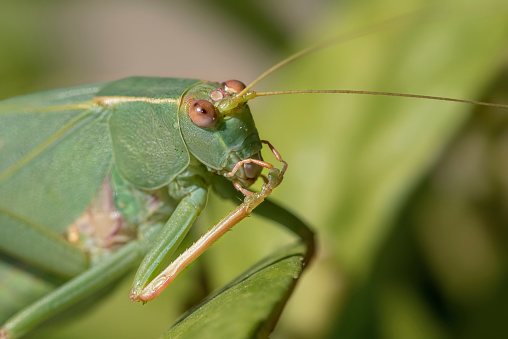 Extreme close-up of a grasshopper